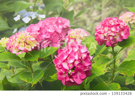 Deep pink hydrangea flowers Deep pink hydrangea flowers 139133426