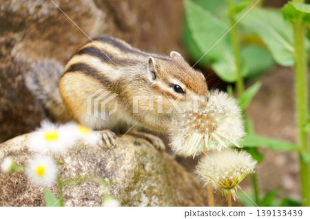 A chipmunk touching dandelion fluff: A cute spring nature scene. 139133439