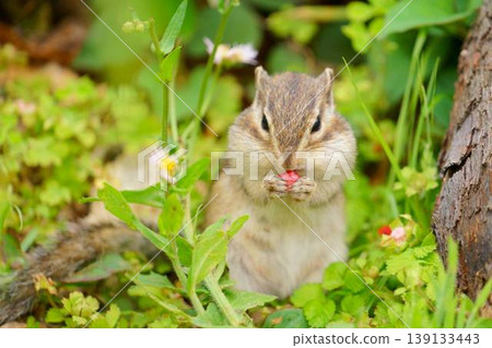 A cute frontal portrait of a chipmunk eating a red berry. A cute frontal portrait of a chipmunk eating a red berry. 139133443