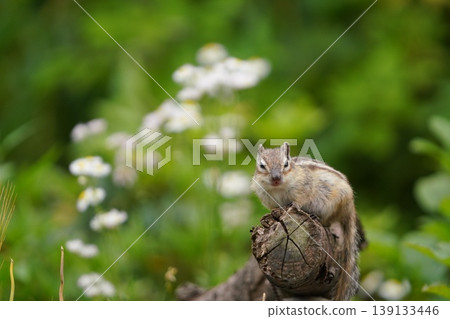 A portrait of a chipmunk sitting on a tree stump in a spring flower field. A portrait of a chipmunk sitting on a tree stump in a spring flower field. 139133446