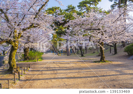 宿川公園的櫻花美景 宿川公園的櫻花美景 139133469