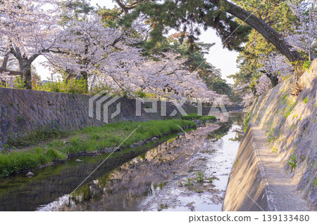 Cherry blossom scenery at Shukugawa Park Cherry blossom scenery at Shukugawa Park 139133480