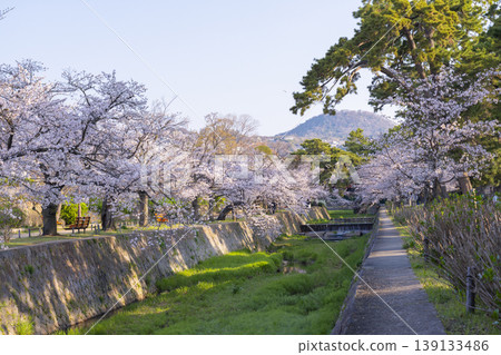 Cherry blossom scenery at Shukugawa Park Cherry blossom scenery at Shukugawa Park 139133486