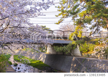 宿川公園的櫻花美景 宿川公園的櫻花美景 139133495
