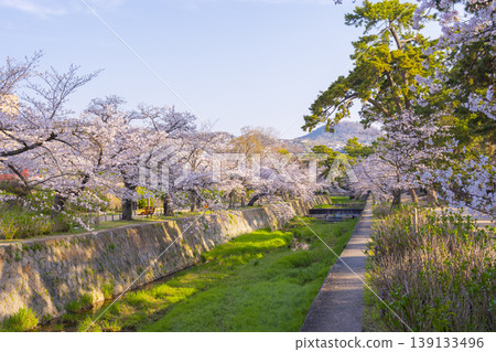 宿川公園的櫻花美景 139133496