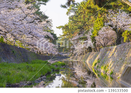 宿川公園的櫻花美景 宿川公園的櫻花美景 139133500