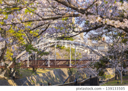 宿川公園、片馱橋的櫻花景色 139133505