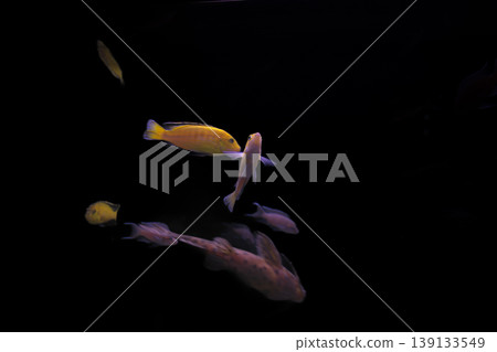 Labidochromis caeruleus, known as the lemon cichlid, swimming in a freshwater aquarium with vibrant colors Labidochromis caeruleus, known as the lemon cichlid, swimming in a freshwater aquarium with vibrant colors 139133549