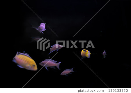 Labidochromis caeruleus, known as the lemon cichlid, swimming in a freshwater aquarium with vibrant colors Labidochromis caeruleus, known as the lemon cichlid, swimming in a freshwater aquarium with vibrant colors 139133550