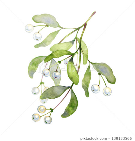 Hand drawn watercolor illustration of a mistletoe branch. This elegant botanical element features soft green leaves and pearlescent white berries on a delicate stem, perfect for festive Christmas Hand drawn watercolor illustration of a mistletoe branch. This elegant botanical element features soft green leaves and pearlescent white berries on a delicate stem, perfect for festive Christmas 139133566