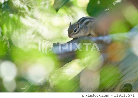 A chipmunk walking in the dappled sunlight; a natural scene bathed in soft light. A chipmunk walking in the dappled sunlight; a natural scene bathed in soft light. 139133571