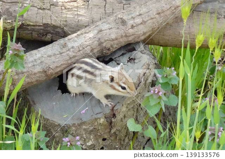 A chipmunk emerges from a hole in a tree; a scene of its behavior in nature. A chipmunk emerges from a hole in a tree; a scene of its behavior in nature. 139133576