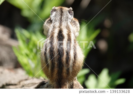 A beautiful chipmunk's back view, showcasing its distinctive striped pattern. A nature portrait. A beautiful chipmunk's back view, showcasing its distinctive striped pattern. A nature portrait. 139133628