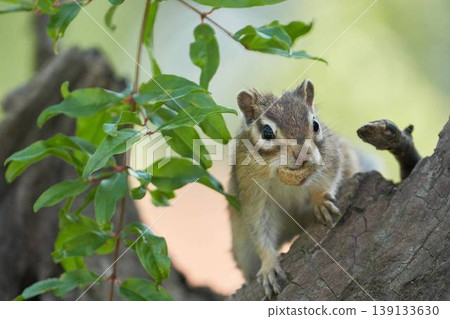 A cute portrait of a chipmunk perched in a tree with a nut in its beak. A cute portrait of a chipmunk perched in a tree with a nut in its beak. 139133630