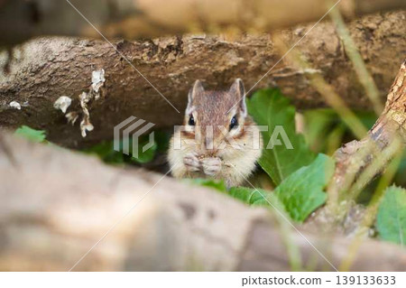 A cute moment of a chipmunk peeking out from between the leaves of a tree to eat. A cute moment of a chipmunk peeking out from between the leaves of a tree to eat. 139133633