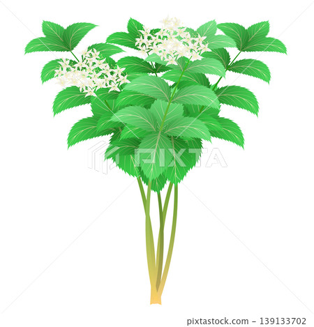 襯線花 襯線花 139133702