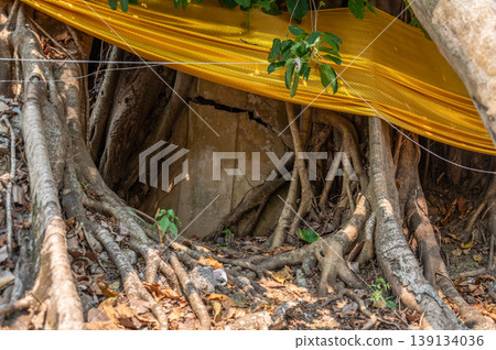 The Bodhi tree covered an old Buddha statue in Wiang Chai district located at the Phra Jao Kuena Ancient Ruins in Chiang Rai province, Thailand. The Bodhi tree covered an old Buddha statue in Wiang Chai district located at the Phra Jao Kuena Ancient Ruins in Chiang Rai province, Thailand. 139134036