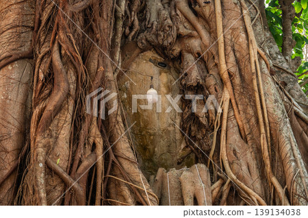 The Bodhi tree covered an old Buddha statue in Wiang Chai district located at the Phra Jao Kuena Ancient Ruins in Chiang Rai province, Thailand. The Bodhi tree covered an old Buddha statue in Wiang Chai district located at the Phra Jao Kuena Ancient Ruins in Chiang Rai province, Thailand. 139134038