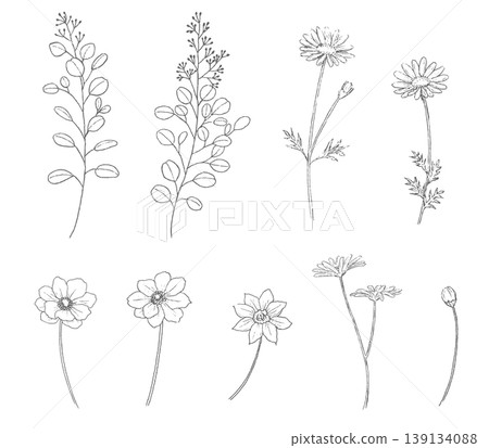 一組手繪植物線條畫。 139134088