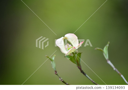 Dogwood Dogwood 139134093