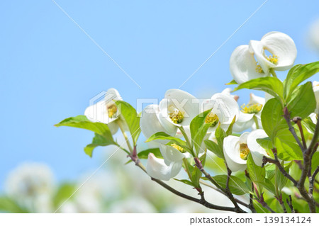 Dogwood Dogwood 139134124