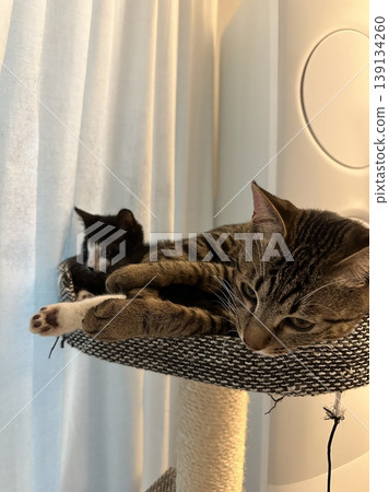 Adorable cat with soft, fluffy fur and bright, curious eyes. A symbol of elegance and purity, perfect for pet lovers and feline enthusiasts. Playful, gentle, and irresistibly cute! 139134260