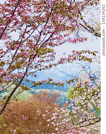 Cherry blossoms bloom brilliantly at Kutsukake Pass in Daigo Town. Cherry blossoms bloom brilliantly at Kutsukake Pass in Daigo Town. 139134262