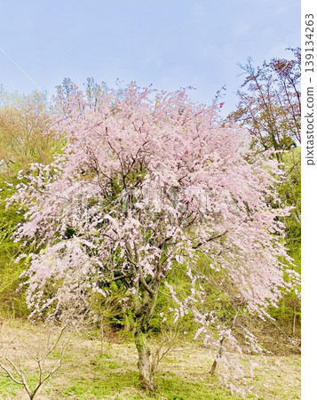 A weeping cherry tree blooms gracefully at Kutsukake Pass in Daigo Town. A weeping cherry tree blooms gracefully at Kutsukake Pass in Daigo Town. 139134263