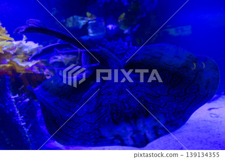 A Raja undulata mosaic ray rests on the sandy bottom, displaying its distinctive wavy line pattern. 139134355