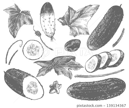 Cucumber sketch. Vector illustration of a vegetable in an engraving style. A large set of whole cucumbers and slices, leaves, flowers, and sprouts. Hand drawn, imitating etching. Line drawing with ink Cucumber sketch. Vector illustration of a vegetable in an engraving style. A large set of whole cucumbers and slices, leaves, flowers, and sprouts. Hand drawn, imitating etching. Line drawing with ink 139134367