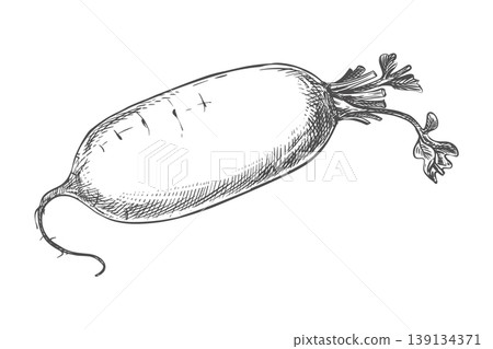 Sketch of a daikon radish lying on a table. Vector illustration of the vegetable in an engraving style. The whole root with trimmed leaves depicted on a white background. Hand drawn, imitating etching Sketch of a daikon radish lying on a table. Vector illustration of the vegetable in an engraving style. The whole root with trimmed leaves depicted on a white background. Hand drawn, imitating etching 139134371