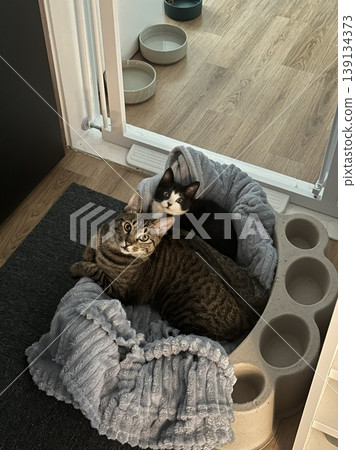 Adorable cat with soft, fluffy fur and bright, curious eyes. A symbol of elegance and purity, perfect for pet lovers and feline enthusiasts. Playful, gentle, and irresistibly cute! 139134373
