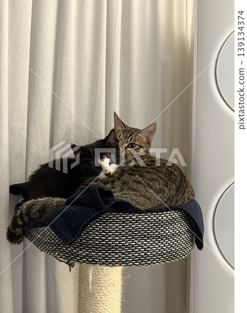 Adorable cat with soft, fluffy fur and bright, curious eyes. A symbol of elegance and purity, perfect for pet lovers and feline enthusiasts. Playful, gentle, and irresistibly cute! 139134374