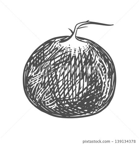 A radish root lying on a table. Vector illustration of the vegetable in an engraving style. The sketch depicts a whole root with trimmed leaves on a white background. Hand-drawn, imitating etching. A radish root lying on a table. Vector illustration of the vegetable in an engraving style. The sketch depicts a whole root with trimmed leaves on a white background. Hand-drawn, imitating etching. 139134378