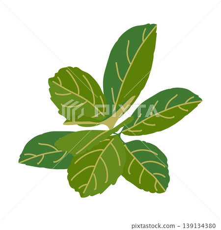 Vector color illustration of a branch with mate. Fresh Verba Matte plant for a traditional South American drink. An ingredient for cold Paraguayan terere, a source of caffeine. Flat style. Vector color illustration of a branch with mate. Fresh Verba Matte plant for a traditional South American drink. An ingredient for cold Paraguayan terere, a source of caffeine. Flat style. 139134380
