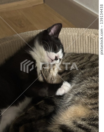 Adorable cat with soft, fluffy fur and bright, curious eyes. A symbol of elegance and purity, perfect for pet lovers and feline enthusiasts. Playful, gentle, and irresistibly cute! 139134438