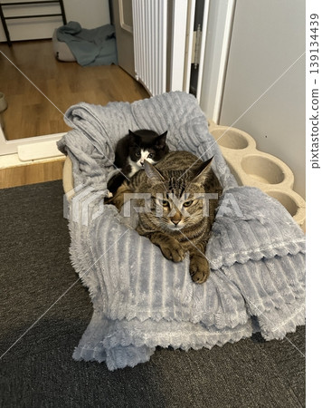 Adorable cat with soft, fluffy fur and bright, curious eyes. A symbol of elegance and purity, perfect for pet lovers and feline enthusiasts. Playful, gentle, and irresistibly cute! 139134439