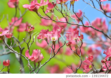 Dogwood 139134472