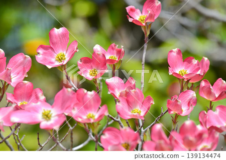 Dogwood Dogwood 139134474