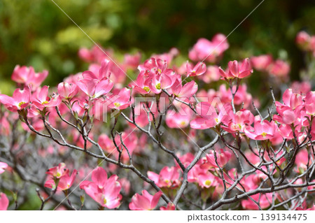 Dogwood Dogwood 139134475