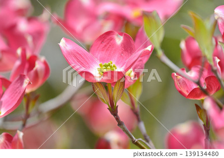 Dogwood 139134480