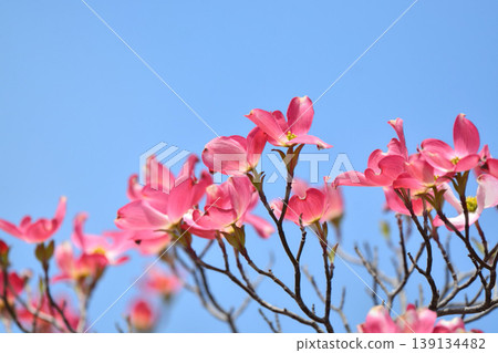 Dogwood 139134482