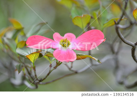 Dogwood 139134516