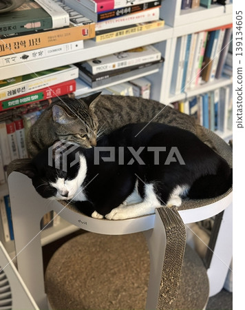 Adorable cat with soft, fluffy fur and bright, curious eyes. A symbol of elegance and purity, perfect for pet lovers and feline enthusiasts. Playful, gentle, and irresistibly cute! 139134605