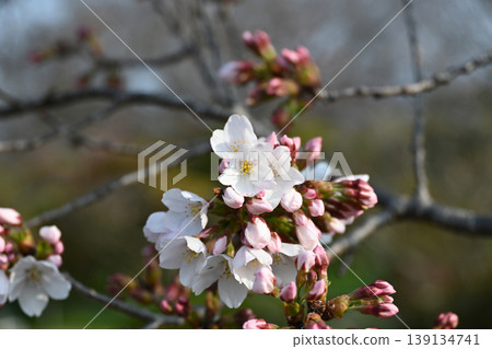 磐城市松丘公園的染井吉野櫻花:密集的花朵和剛開始綻放的花苞,構成了一幅美麗的春日景象。 磐城市松丘公園的染井吉野櫻花:密集的花朵和剛開始綻放的花苞,構成了一幅美麗的春日景象。 139134741