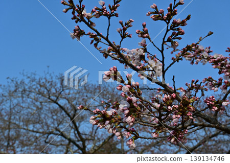 Somei Yoshino cherry blossoms at Matsugaoka Park in Iwaki City. A blue sky copy space. An image of spring beginning to bloom. 139134746