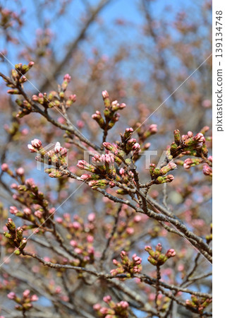 一幅豎幅的春日景象,描繪了磐城市松丘公園裡的櫻花(染井吉野),花苞含苞待放,映襯著藍天。 一幅豎幅的春日景象,描繪了磐城市松丘公園裡的櫻花(染井吉野),花苞含苞待放,映襯著藍天。 139134748
