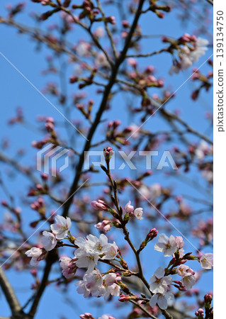Somei Yoshino cherry blossoms at Matsugaoka Park in Iwaki City. Blue sky and cherry blossoms just beginning to bloom. Vertical composition background material. 139134750