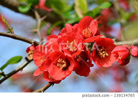 磐城市松丘公園裡的日本木瓜(Chaenomeles speciosa):鮮豔的紅色花朵和春日的陽光。 磐城市松丘公園裡的日本木瓜(Chaenomeles speciosa):鮮豔的紅色花朵和春日的陽光。 139134765
