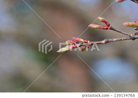 楓葉萌芽，春意盎然，冬芽赤紅，春天來臨，松丘公園，磐城市 139134768